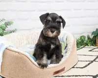 AKC Louie , a male Miniature Schnauzer for sale in Syracuse, IN – 6 of 10