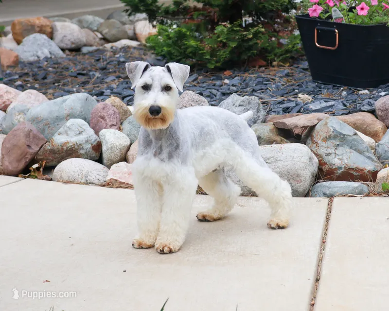 AKC Alex - Neutered – Miniature Schnauzer puppy for sale in Syracuse, IN
