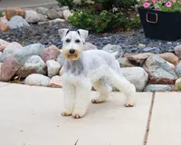 AKC Alex - Neutered, a male Miniature Schnauzer for sale in Syracuse, IN – 1 of 10