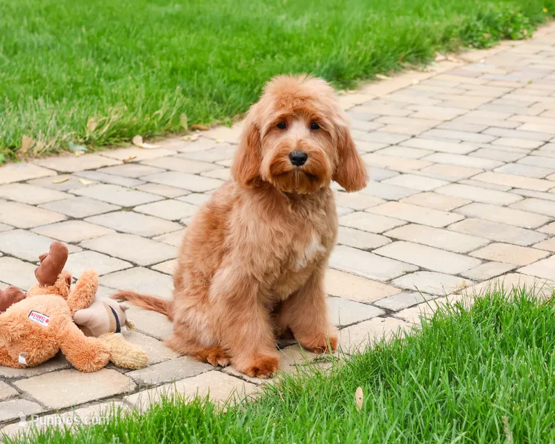 F1B Carson – Cavapoo puppy for sale in Syracuse, IN