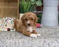 AKC Alaina, a female Poodle - Miniature  for sale in Syracuse, IN – 2 of 6