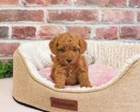 F1B Sugar, a female Cavapoo for sale in Syracuse, IN – 6 of 6