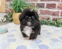 AKC Manny , a male Shih Tzu for sale in Syracuse, IN – 3 of 5