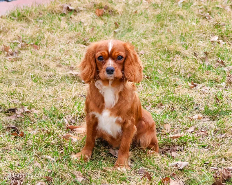 Kassie  – Cavalier King Charles Spaniel puppy for sale in Syracuse, IN