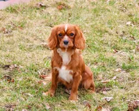 Kassie , a female Cavalier King Charles Spaniel for sale in Syracuse, IN – 1 of 1