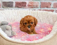 AKC Dreamer, a female Cavalier King Charles Spaniel for sale in Syracuse, IN – 5 of 7