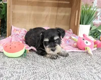 AKC Crystal, a female Miniature Schnauzer for sale in Syracuse, IN – 2 of 5