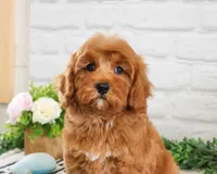 F1B Amore, a female Cavapoo for sale in Syracuse, IN – Photo 4 of 6