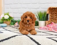 F1B Amore, a female Cavapoo for sale in Syracuse, IN – Photo 2 of 6