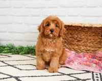 F1B Amore, a female Cavapoo for sale in Syracuse, IN – Photo 3 of 6