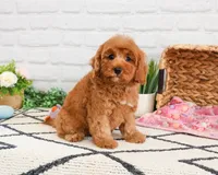 F1B Amore, a female Cavapoo for sale in Syracuse, IN – Photo 1 of 6