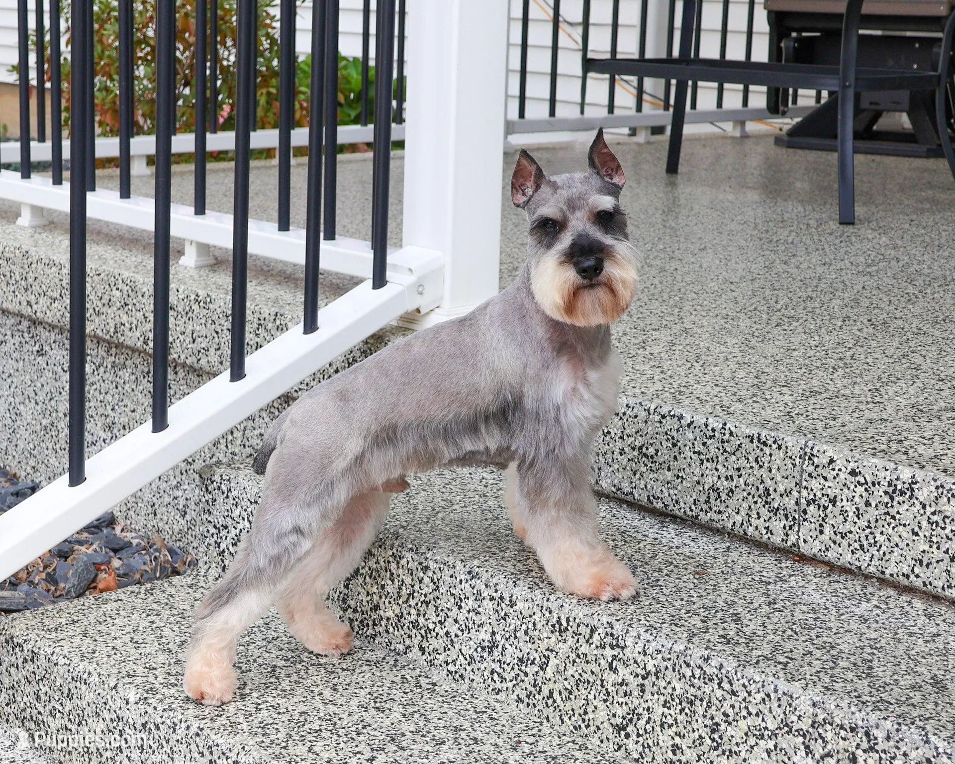 AKC Hadley , a female Miniature Schnauzer for sale in Syracuse, IN – Photo 8 of 8