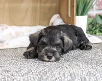 AKC Trenton, a male Miniature Schnauzer for sale in Syracuse, IN – 2 of 5