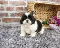 AKC Angel, a female Shih Tzu for sale in Syracuse, IN – 3 of 5
