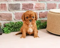 AKC Dreamer, a female Cavalier King Charles Spaniel for sale in Syracuse, IN – 7 of 7