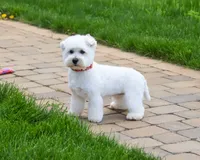 AKC Wren, a female West Highland White Terrier for sale in Syracuse, IN – 3 of 5