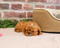 Daphne, a female Cavalier King Charles Spaniel for sale in Syracuse, IN – 2 of 5