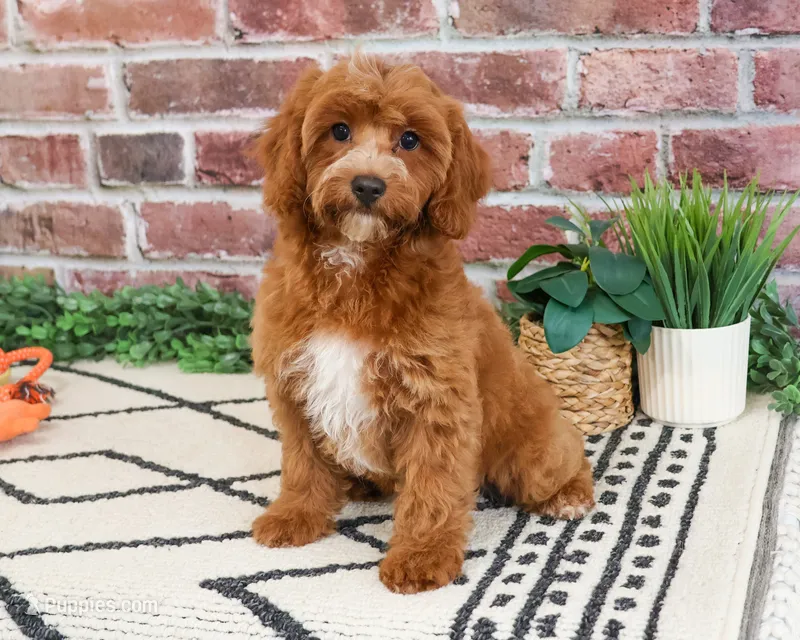 F1B Illius  – Cavapoo puppy for sale in Syracuse, IN