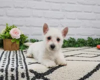 AKC Quincey , a female West Highland White Terrier for sale in Syracuse, IN – 5 of 10