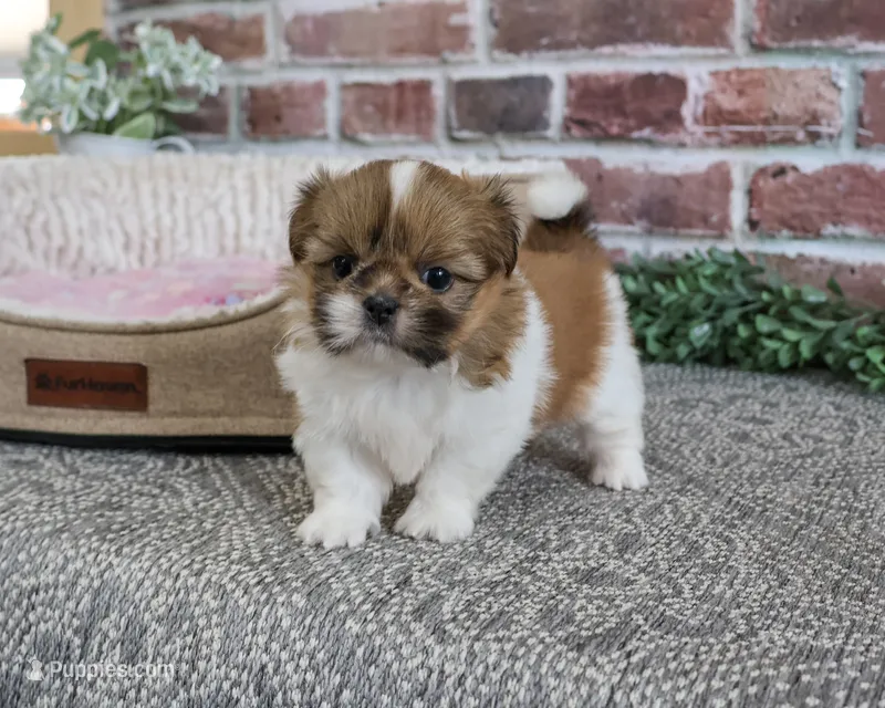 AKC Belle – Shih Tzu puppy for sale in Syracuse, IN
