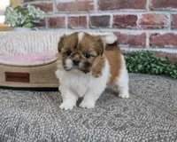 AKC Belle, a female Shih Tzu for sale in Syracuse, IN – 1 of 5