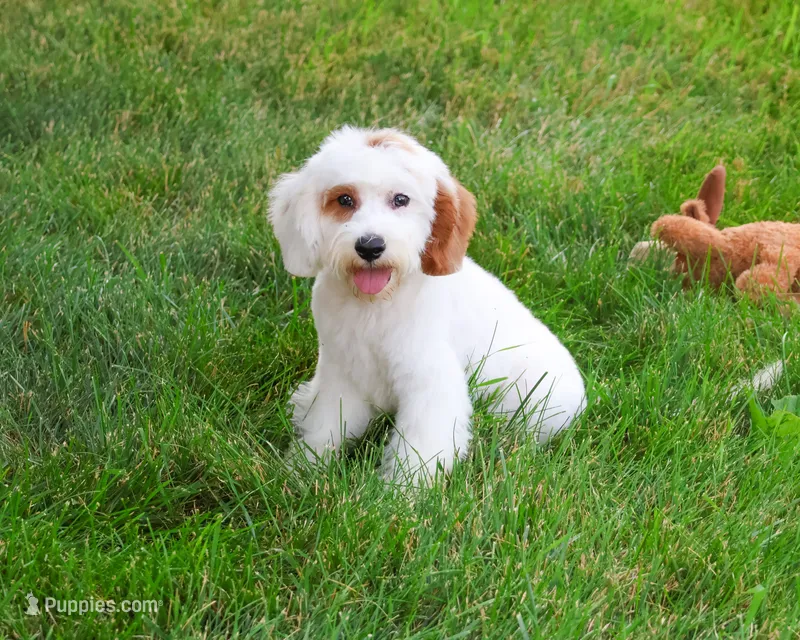 F1 Shiloh  – Cavapoo puppy for sale in Syracuse, IN