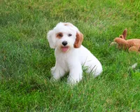 F1 Shiloh , a male Cavapoo for sale in Syracuse, IN – 1 of 10
