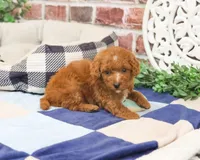 F1B Strudel, a male Cavapoo for sale in Syracuse, IN – 3 of 6