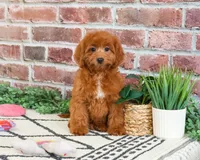 F1B Noelle , a female Cavapoo for sale in Syracuse, IN – 2 of 7