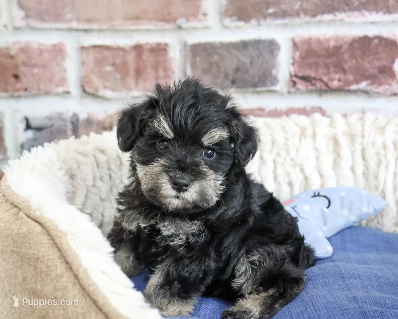AKC Jimmy – Miniature Schnauzer puppy for sale in Syracuse, IN