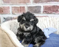 AKC Jimmy, a male Miniature Schnauzer for sale in Syracuse, IN – 1 of 6