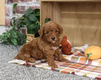 AKC Apollo, a male Poodle - Miniature  for sale in Syracuse, IN – 5 of 5