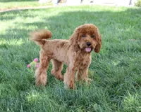 F1B Amore, a female Cavapoo for sale in Syracuse, IN – 6 of 10