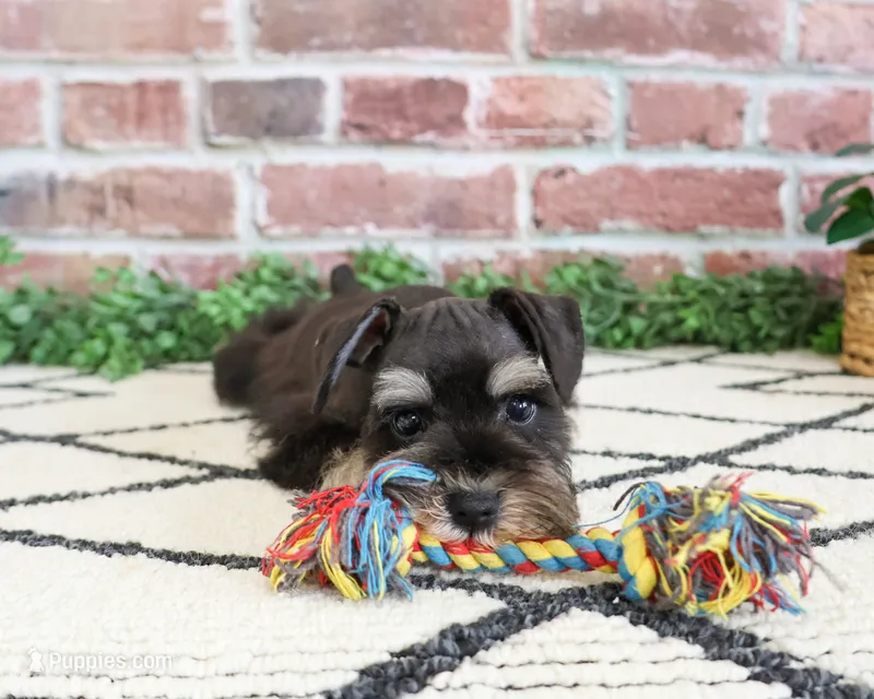 AKC Otto  – Miniature Schnauzer puppy for sale in Syracuse, IN