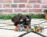 AKC Otto , a male Miniature Schnauzer for sale in Syracuse, IN – 1 of 7