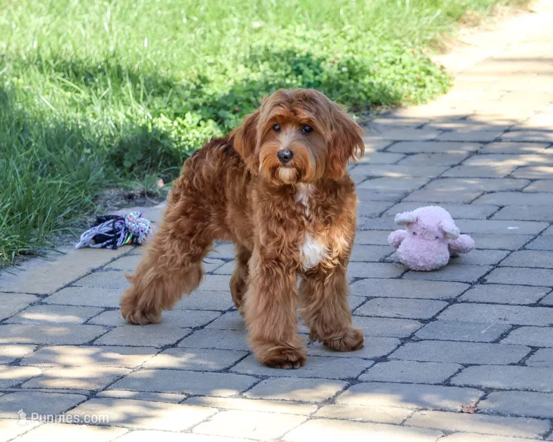 F1B Kelsie  – Cavapoo puppy for sale in Syracuse, IN