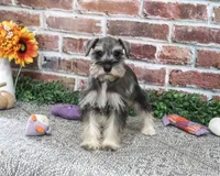 AKC Dior, a female Miniature Schnauzer for sale in Syracuse, IN – 4 of 10
