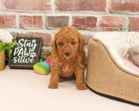 F1B Sugar, a female Cavapoo for sale in Syracuse, IN – 3 of 6