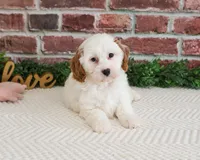 F1 Emerald, a female Cavapoo for sale in Syracuse, IN – 3 of 6