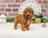 F1B Matilda , a female Cavapoo for sale in Syracuse, IN – 3 of 8