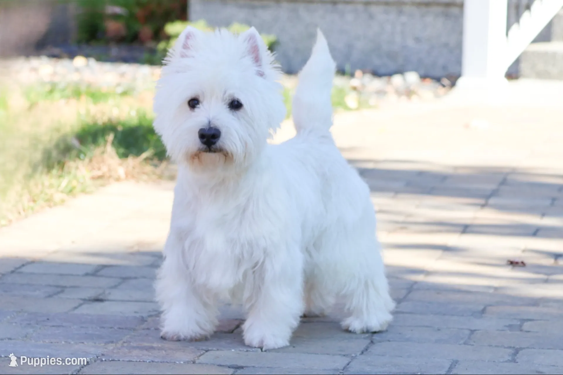 AKC Quincey , a female West Highland White Terrier for sale in Syracuse, IN – 10 of 10