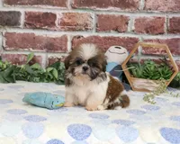 AKC Sid , a male Shih Tzu for sale in Syracuse, IN – 2 of 5