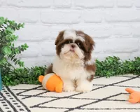 AKC Andre , a male Shih Tzu for sale in Syracuse, IN – 4 of 9