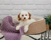 F1 Emerald, a female Cavapoo for sale in Syracuse, IN – 2 of 10