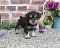 AKC Leah, a female Miniature Schnauzer for sale in Syracuse, IN – 5 of 6