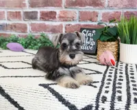 AKC Ava, a female Miniature Schnauzer for sale in Syracuse, IN – 4 of 5