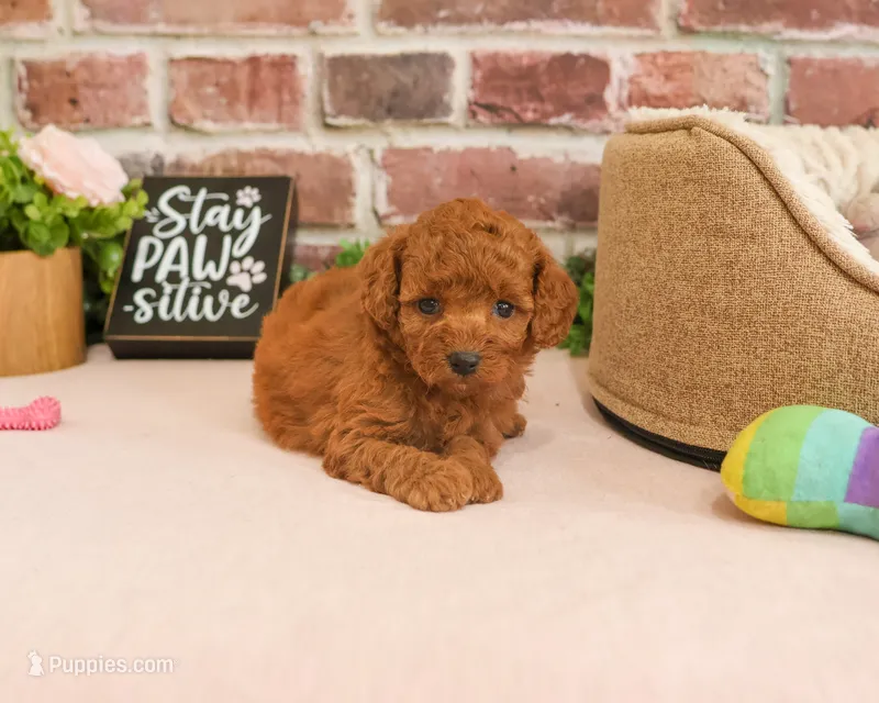 F1B Cupcake – Cavapoo puppy for sale in Syracuse, IN