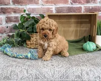 F1B Benny, a male Goldendoodle for sale in Syracuse, IN – 4 of 4