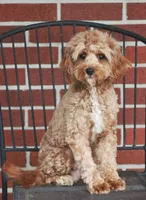 F1B Cici, a female Cavapoo for sale in Syracuse, IN – Photo 9 of 10