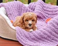 F1B Cici, a female Cavapoo for sale in Syracuse, IN – Photo 8 of 10
